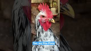 Up Close with My Cute Pita Pinta Rooster [upl. by Rodgiva379]