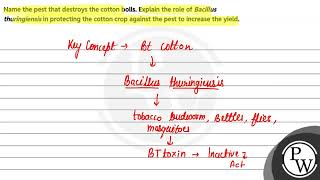 Name the pest that destroys the cotton bolls Explain the role of Bacillus thuringiensis in prot [upl. by Elburr]