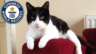 Loudest Purring Cat  Guinness World Records [upl. by Corb]