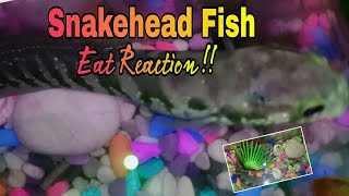 Snakehead Fish Feeding  Snakehead Fish Care Aquarium [upl. by Annaili]