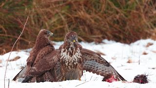 Myšiak lesný Buteo Buteo [upl. by Rochemont]