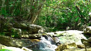 The small stream flows through the rocks the water is as clear as jade [upl. by Mafalda]