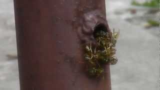 How To Safely Remove a Wasp Nest  INSTANT DEATH [upl. by Rene336]