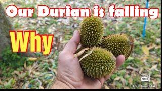 I explain why our durian fruit is falling and how much we will harvest from 58 Durian trees [upl. by Nalim]