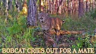 BOBCAT SCREAMING FOR A MATE [upl. by Fenton]