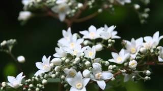 Deutzia setchuenensis var corymbiflora Chinese Snow Flower [upl. by Atwater]