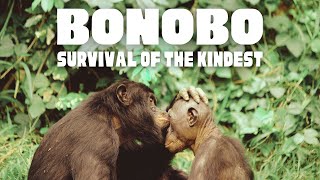 Bonobo Survival of the Kindest Documentary [upl. by Lud]