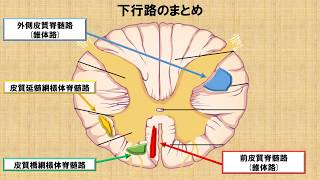 脊損の問題を解くのが楽になる！神経線維の下行路 ～No 58 理学療法士国家試験対策 シリーズ～ [upl. by Anaylil416]