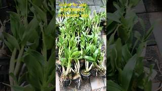 പുതീയ Compo Bud plants വന്നിടുണ്ട് 🌺🌺🌺 orchidnursery onlinesale flowerplant [upl. by Rosamond325]