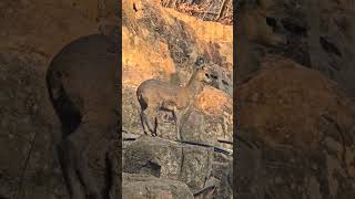 klipspringer spotted around the oldest known dolomite Caves in the world sudwalacaves mpumalanga [upl. by Lillywhite]