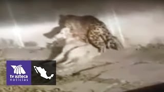 Video de dónde salió el jaguar que mató a un perro en Jalisco [upl. by Estus]