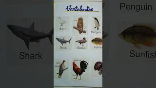 Vertebrates amp Invertebrates Chart for Classroom 🌸 biology science class shorts [upl. by Ettenahs]