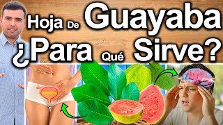 TÉ DE HOJA DE GUAYABA CURA TODO  ¿Para Qué Sirve Beneficios Y Contraindicaciones [upl. by Naejarual]