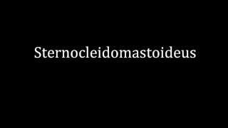 How to pronounce Sternocleidomastoideus [upl. by Ahsaetal]