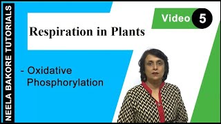 Respiration in Plants  NEET  Oxidative Phosphorylation  Neela Bakore Tutorials [upl. by Amo]