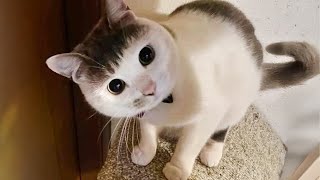 Most hilarious CATS that will make you LAUGH Best CAT VIDEOS 2024 [upl. by Ring]