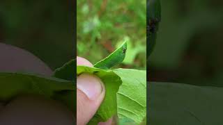 CRAZY Caterpillar Salassa sp Saturniidae [upl. by Smith480]