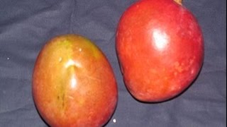 Mangifera indica  MANGO ÇEKİRDEĞİ TEHLİKESİZ NASIL ÇİMLENİR  Bölüm 1 [upl. by Nilorac]