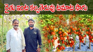 రైతు ఇంట కల్పతెరువు టమాట సాగు  Tomato Crop Cultivation In Telugu  RaituNesthamFamily [upl. by Ahsiaa]