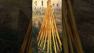 Osage Orange sioux bows from Flagella Dei workshop [upl. by Onitnerolf238]