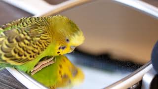 A parakeet speaks human words to his reflection in the mirror Clear audio [upl. by Garland]