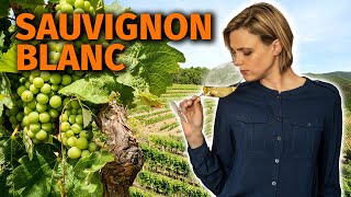 Wine Grapes 101 SAUVIGNON BLANC [upl. by Ernaline]