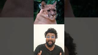 എമണ്ടി ചെപ്പണ്ടി ജാഗുവരണ്ടി  Cat look like otter and Wiesel [upl. by Minica]