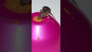 Rat  Mouse Sounds for Cats Video for cats to watch [upl. by Nahtnaoj]