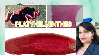 Animal Kingdom  phylum Platyhelminthes Non Chordata classification NEET biology  taxonomyBSc [upl. by Daenis]