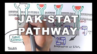 JAKSTAT Signalling Pathway [upl. by Yelats]