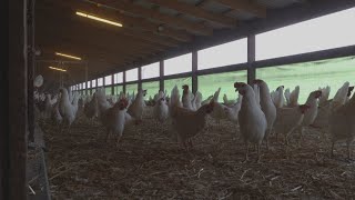 La semaine verte  La Suède pays des poules en liberté [upl. by Trebeh]