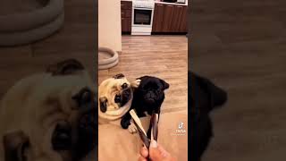 Pugs Fight Over Treat 💪🏼😤  Famous TikTok PeePs 👀  Tv420 📺 [upl. by Bathesda286]