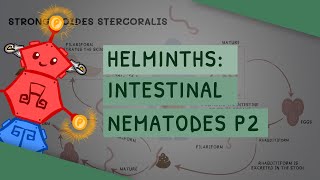 Helminths Intestinal Nematodes Part 2 features clinical importance diagnosis treatment [upl. by Quinn177]