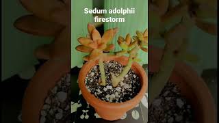 Look at this beautiful succulent Sedum adolphii firestorm [upl. by Gaskins]