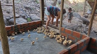 mis gallinas ponedoras ya creciendo con todos los poderes 😲 [upl. by Yelsnya]