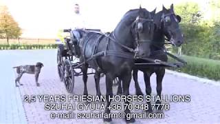 FRIESIAN HORSES FOR SALE FRÍZ LOVAK ELADÓK SZUHAI GYULA2 [upl. by Aicire]