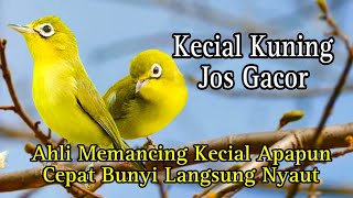 Kecial Kuning Jos Gacor Ahli Memancing Kecial Apapun Cepat Bunyi Langsung Nyaut [upl. by Eastlake]