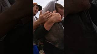 Monster Feisty catfish in Nebraska shorts catfishing [upl. by Gregson663]