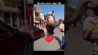 எதனால இப்படி யானைகளோட சாணத்தை சேகரிக்கிறாங்க  Collecting Elephant Dung  Animal Voiceover Tamil [upl. by Kaile26]