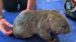 Orphaned wombat joey comes to visit this is Ellie [upl. by Yrrum631]