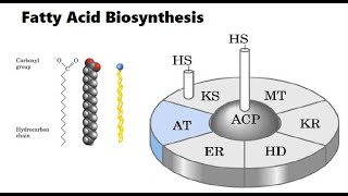 Fatty acid biosynthesis [upl. by Nerad]