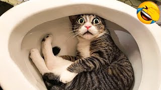 Funniest Animals 😅 New Funny Cats and Dogs Videos 😹🐶 Part 3 [upl. by Drofxer]