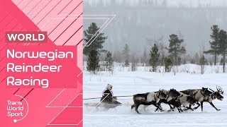 Which Reindeer is the Fastest  Norwegian Reindeer Racing Championship [upl. by Ahsemal304]