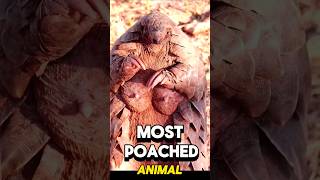 Pangolins most poached animal in the world 🥺😢 [upl. by Haldan]