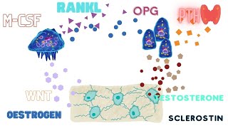 The Bone Cells  Osteoclasts Osteoblasts Osteocytes [upl. by Aisela]