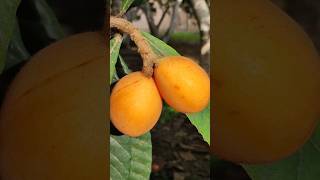 Medlars under leavesmedlar fruit fruits nèfle nèflier مشملة مشيمشة زعرور فاكهة الجزائر [upl. by Luella]