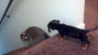 Miniature Dachshund playing with cat [upl. by Anitnuahs]