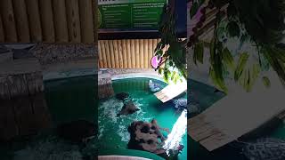 1 minute of turtles Weymouth sealife centre [upl. by Cusack]