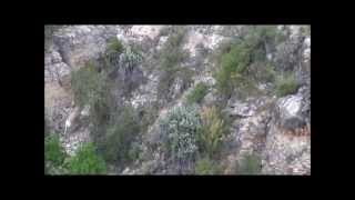 Desert Bighorn Sheep on the Hualapai Reservation 2015 [upl. by Nwadrebma503]