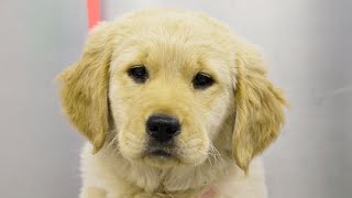 Fluffy clumsy Golden Retriever puppy [upl. by Enomys]